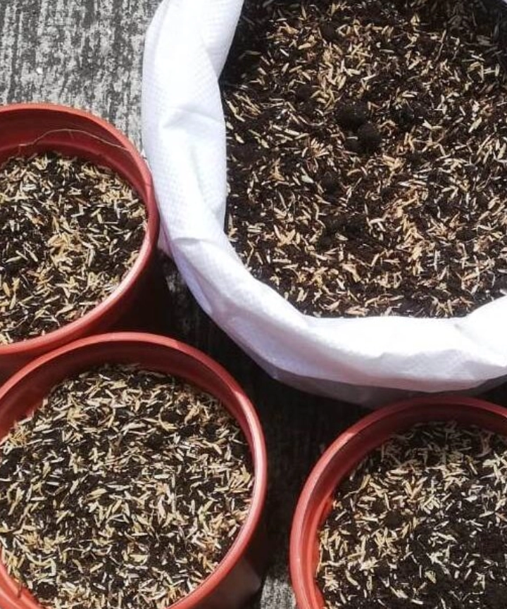 Cascarilla de arroz quemada - granulometría fina (tipo polvo)