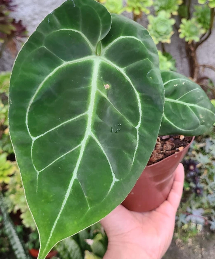 Anthurium Crystallinum - Imagen 5