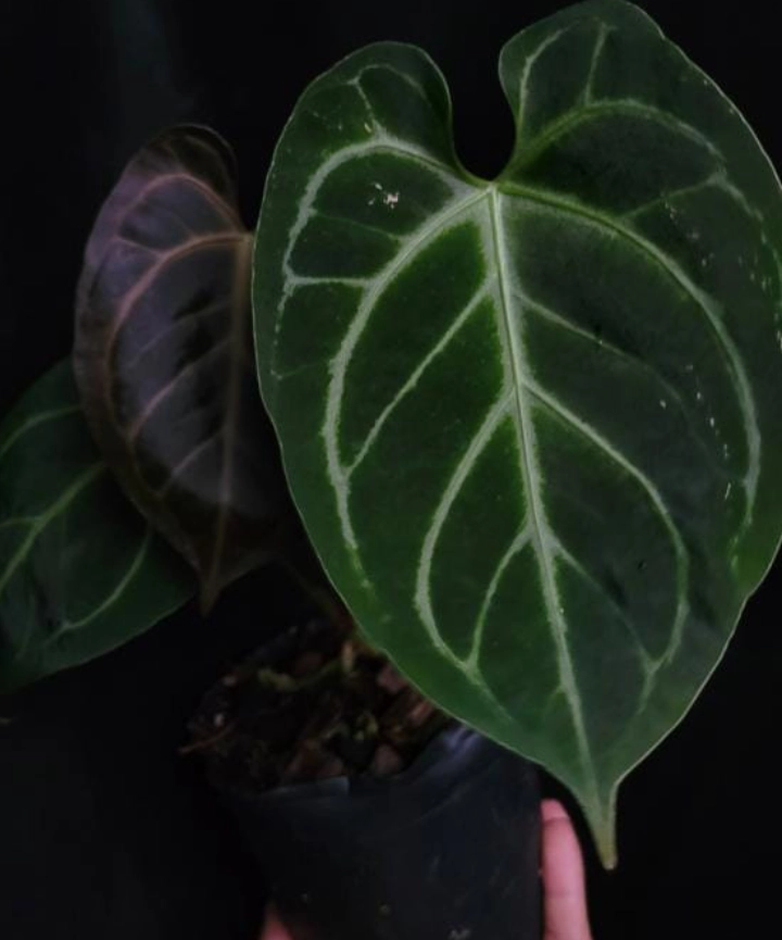 Anthurium Crystallinum - Imagen 3