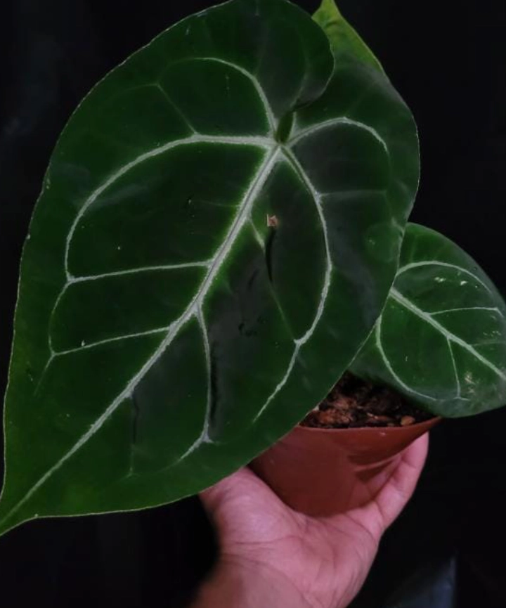 Anthurium Crystallinum - Imagen 2