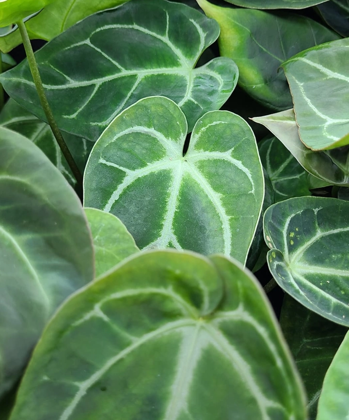 Anthurium Crystallinum