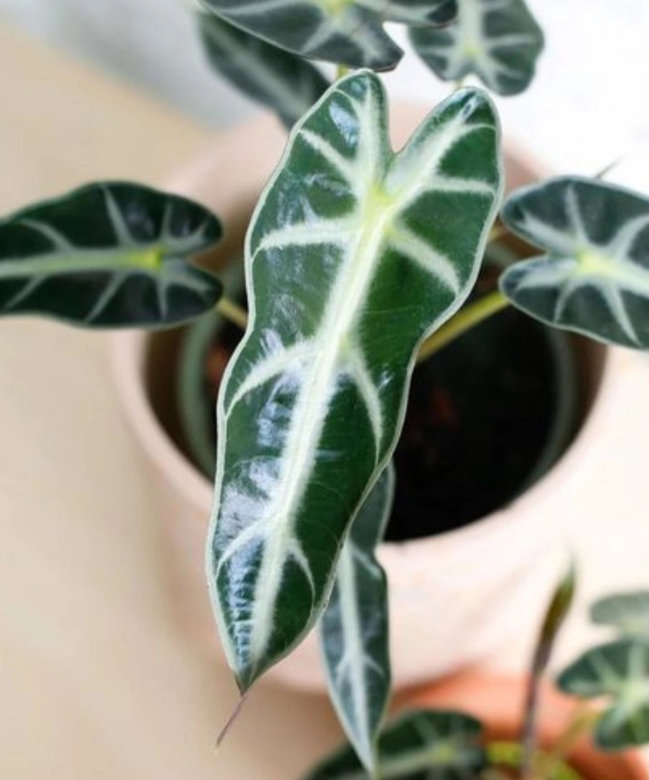 Alocasia Piccolini en maceta 12