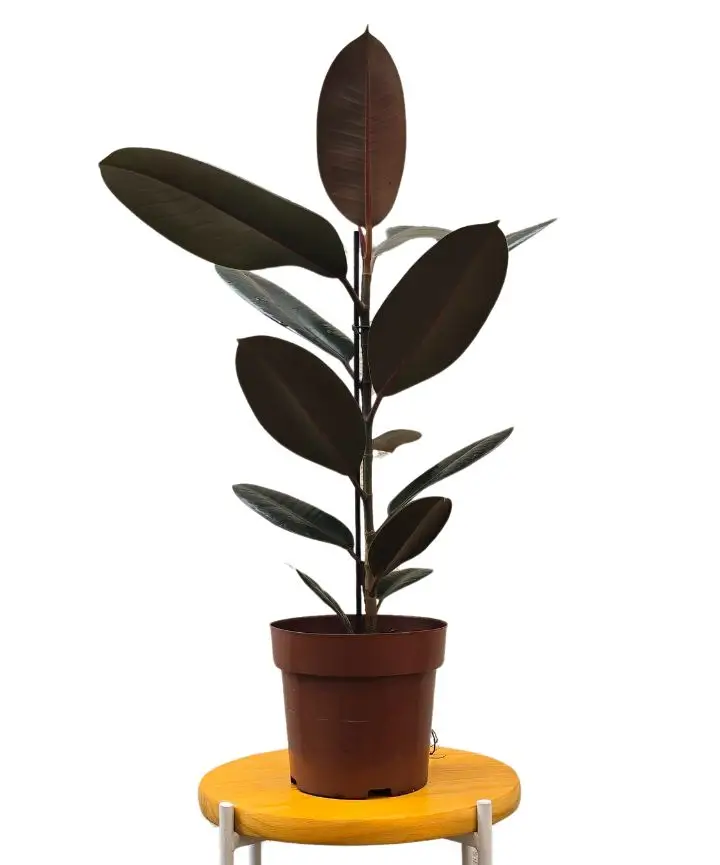 Ficus Elástica Burgundy