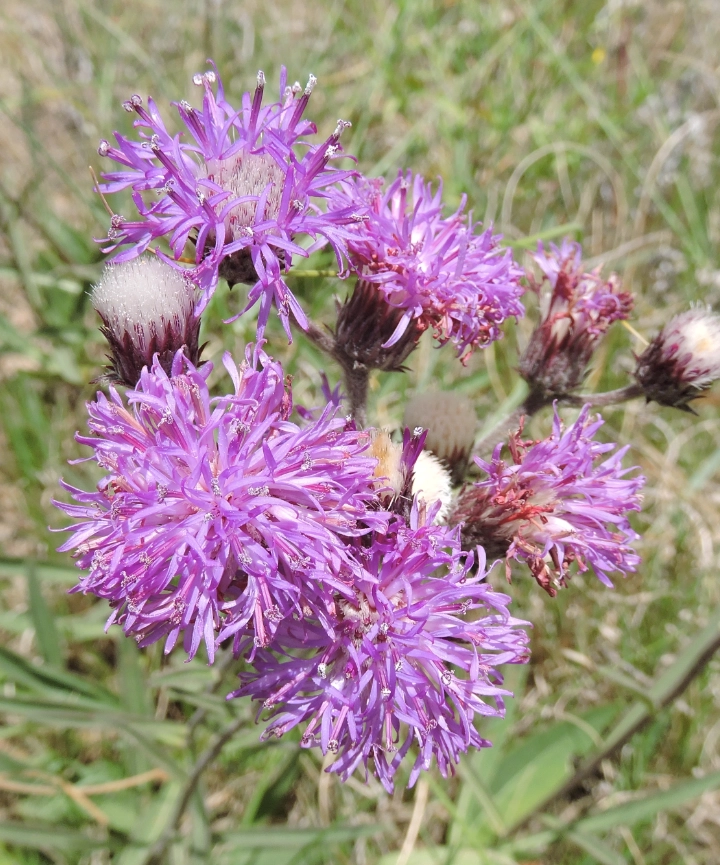 Semillas de Chrysolaena flexuosa – Varita violeta - Imagen 2