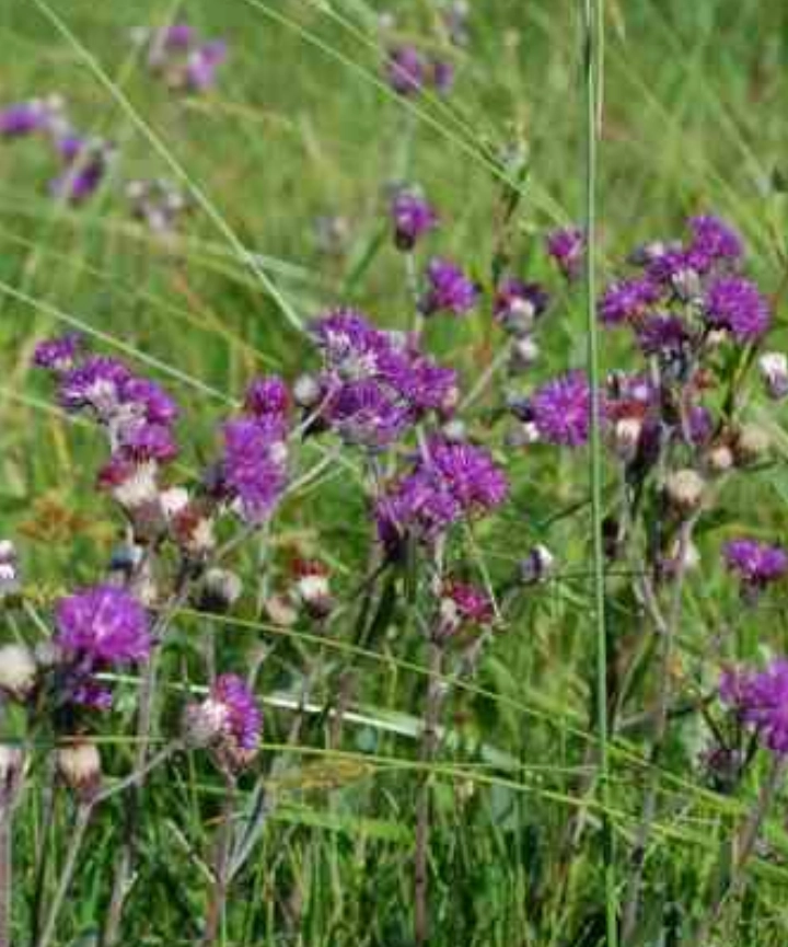 Semillas de Chrysolaena flexuosa – Varita violeta - Imagen 3