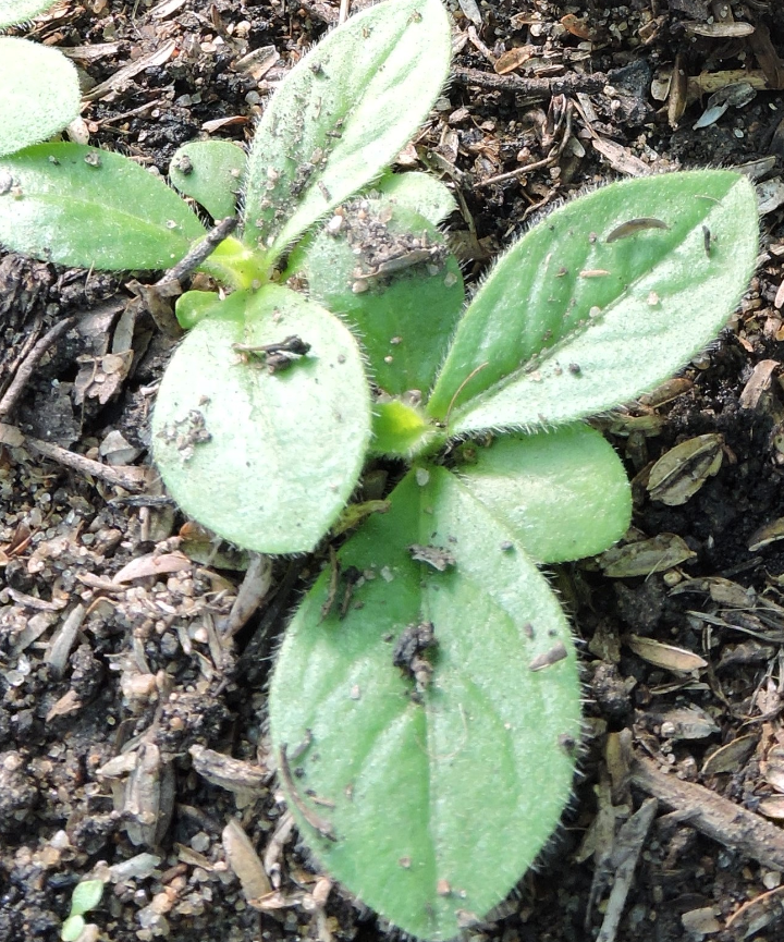 Semillas de Chrysolaena flexuosa – Varita violeta - Imagen 4