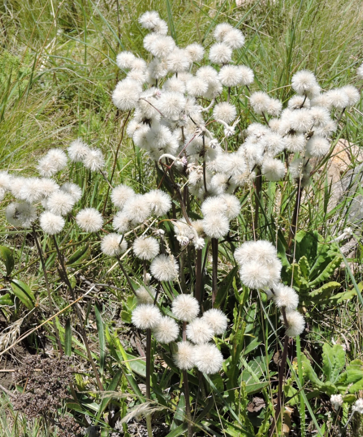 Semillas de Chrysolaena flexuosa – Varita violeta - Imagen 5