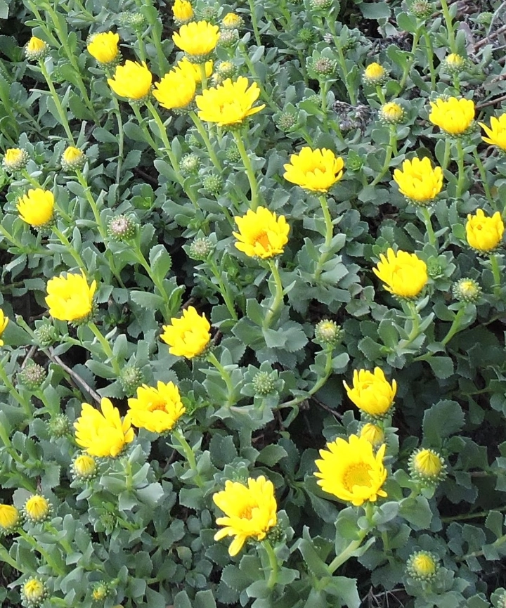 Semillas de Grindelia orientalis – Margarita oriental / Uruguayita - Imagen 2
