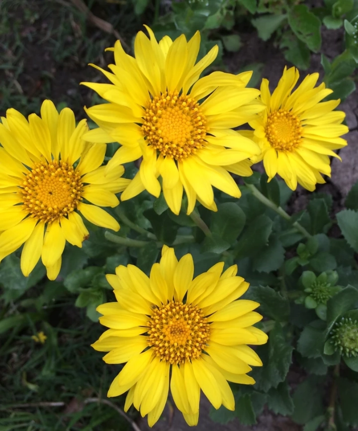 Semillas de Grindelia orientalis – Margarita oriental / Uruguayita - Imagen 3