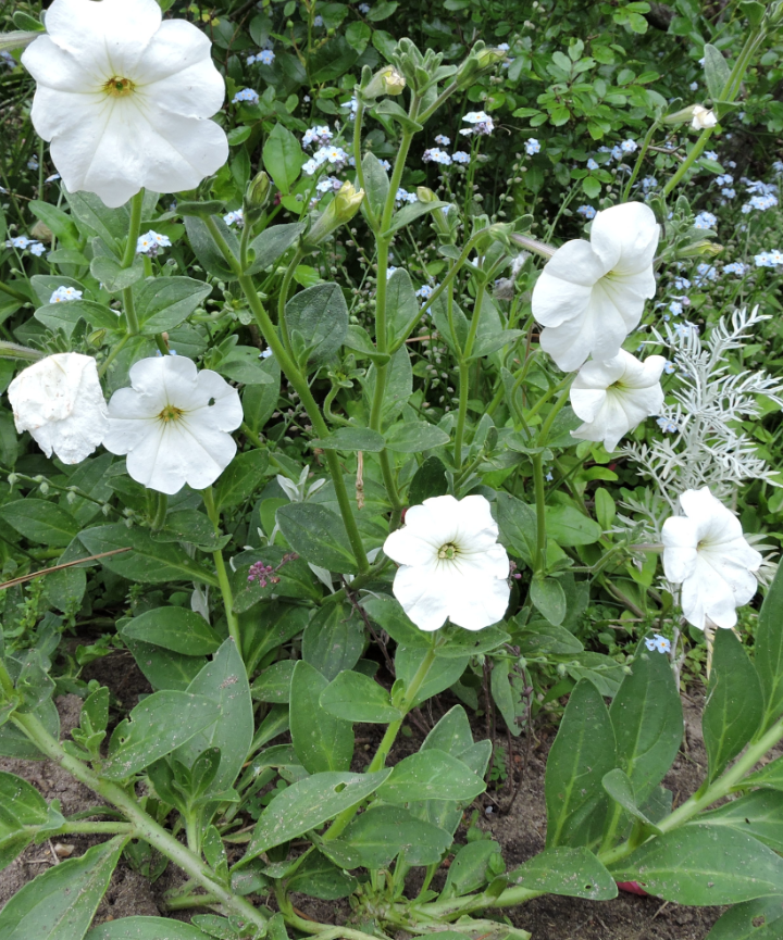 Semillas de Petunia axillaris – Petunia blanca / Coroyuyo - Imagen 2