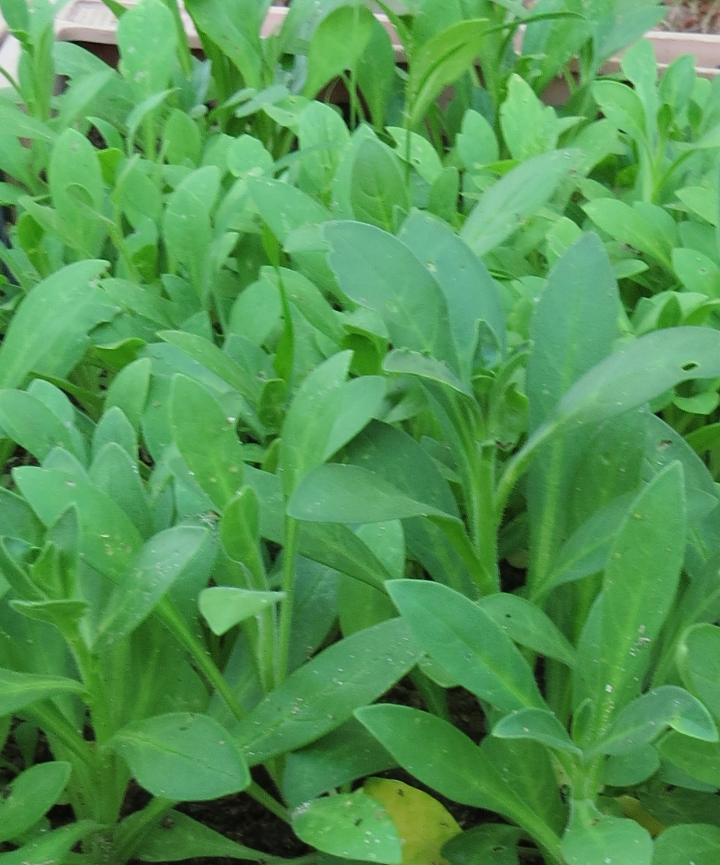 Semillas de Petunia axillaris – Petunia blanca / Coroyuyo - Imagen 4