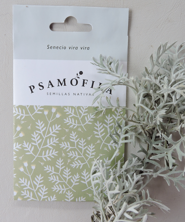 Semillas de Senecio vira vira – Vira vira de plata