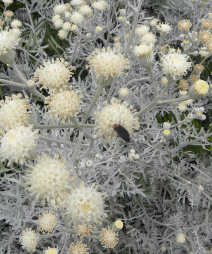 Semillas de Senecio vira vira – Vira vira de plata - Imagen 2