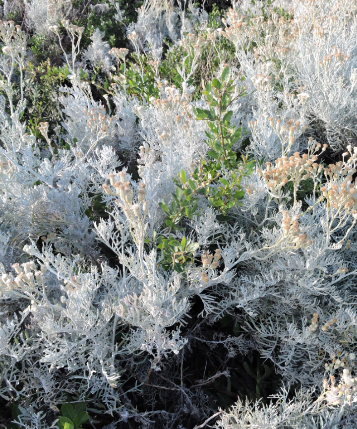 Semillas de Senecio vira vira – Vira vira de plata - Imagen 3