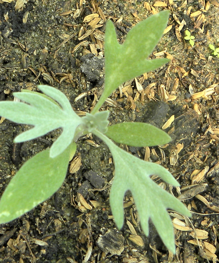 Semillas de Senecio vira vira – Vira vira de plata - Imagen 4