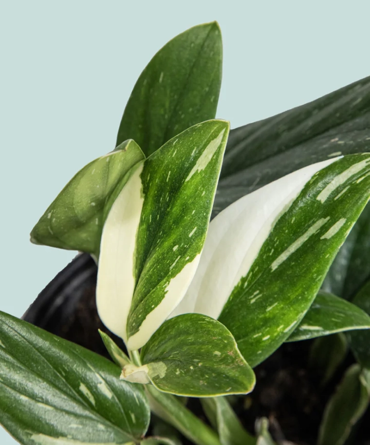 Monstera Standleyana