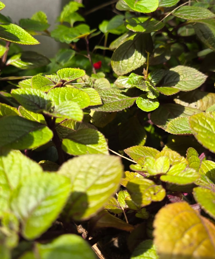 Planta del Dólar Negro
