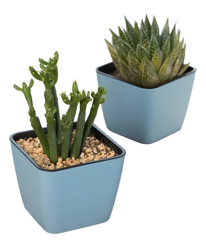 Maceta Autorriego Varios Colores 10cm Diámetro