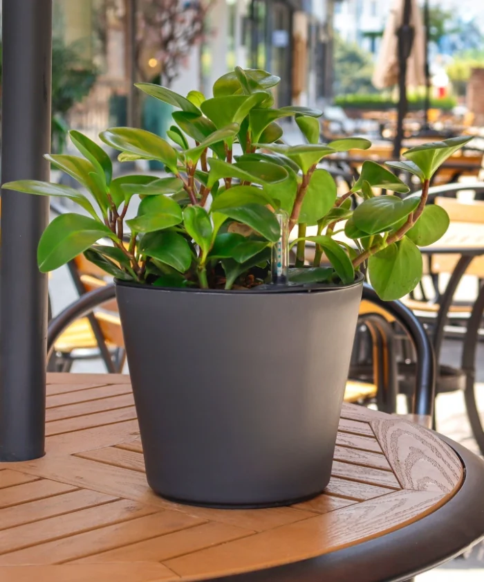 Maceta de Autorriego Oceans 10cm