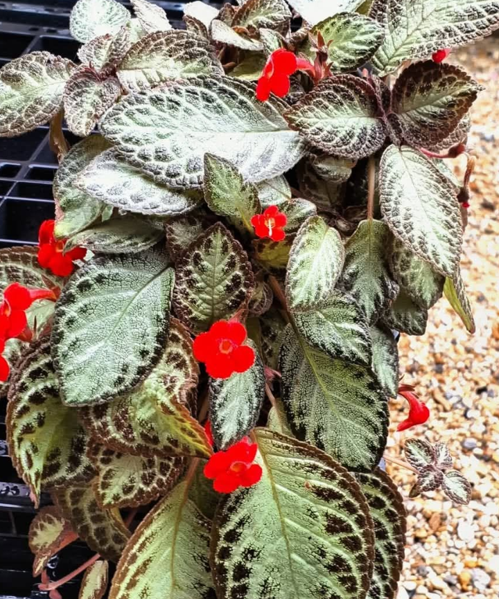 Episcia Cupreata flor roja