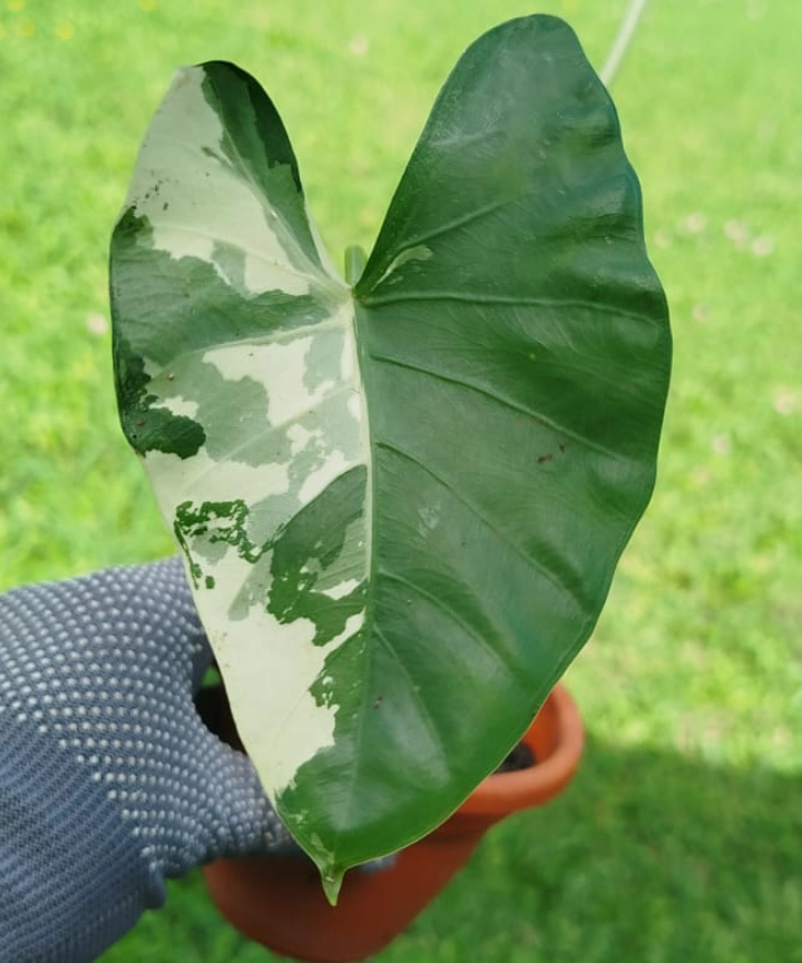 Alocasia macrorrhiza variegada - Imagen 4