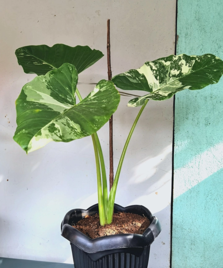 Alocasia macrorrhiza variegada - Imagen 3