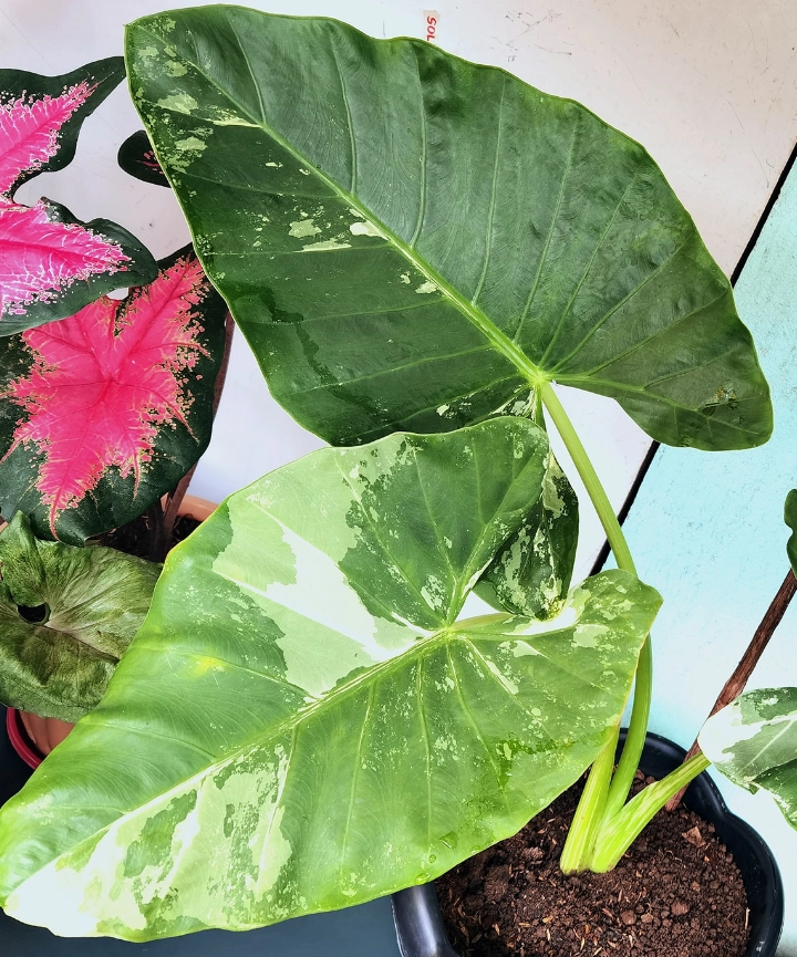 Alocasia macrorrhiza variegada - Imagen 2