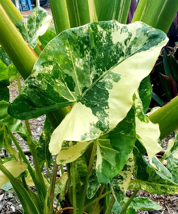 Alocasia macrorrhiza variegada