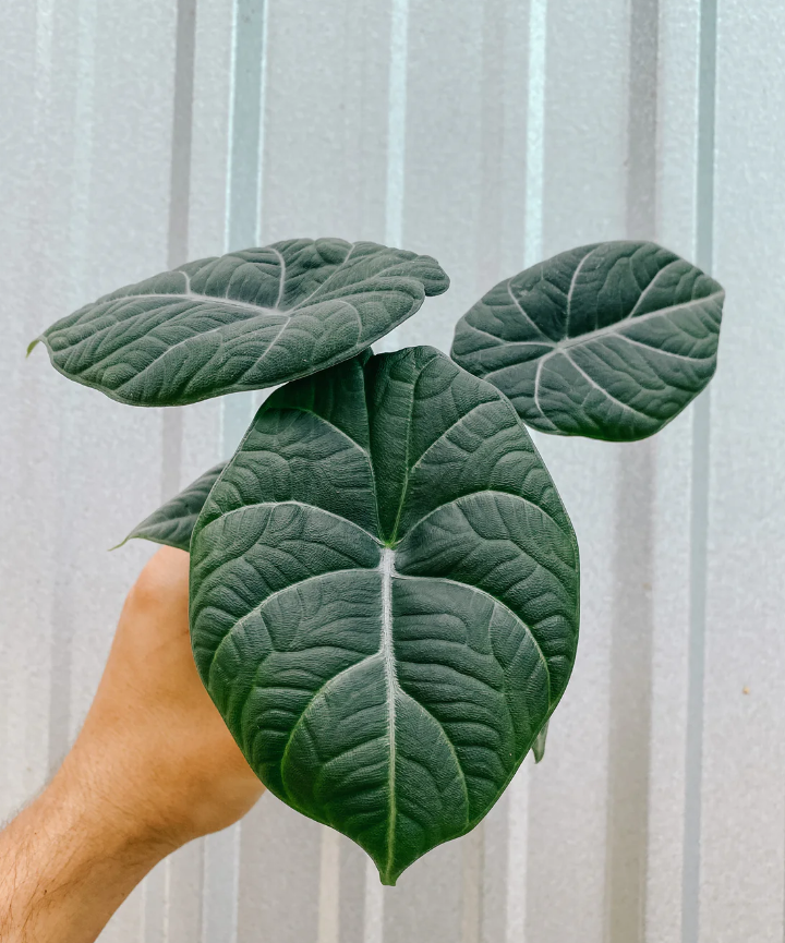 Alocasia Maharani