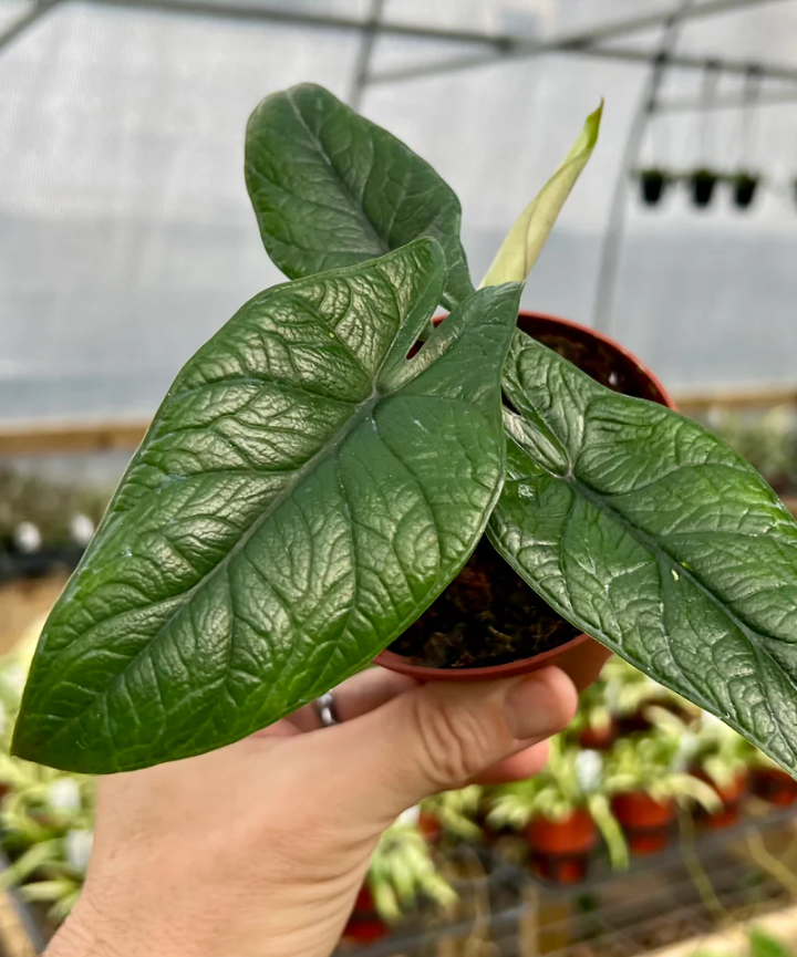 Alocasia Scalprum
