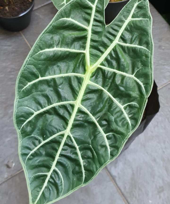 Alocasia Suhirmaniana