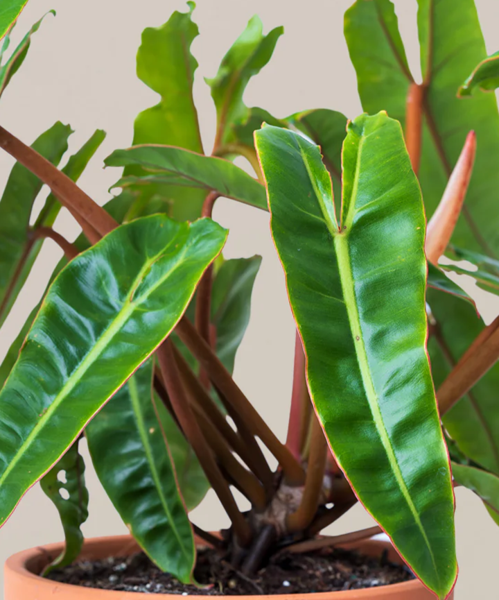 Philodendron Billietiae