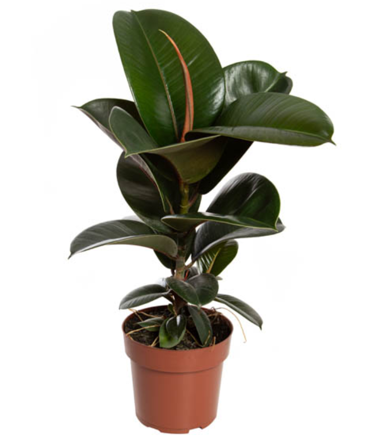 Ficus Elástica Cloe (verde)