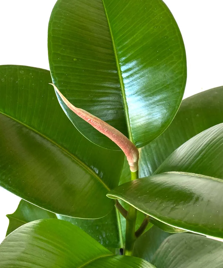 Ficus Elástica Cloe (verde) - Imagen 2