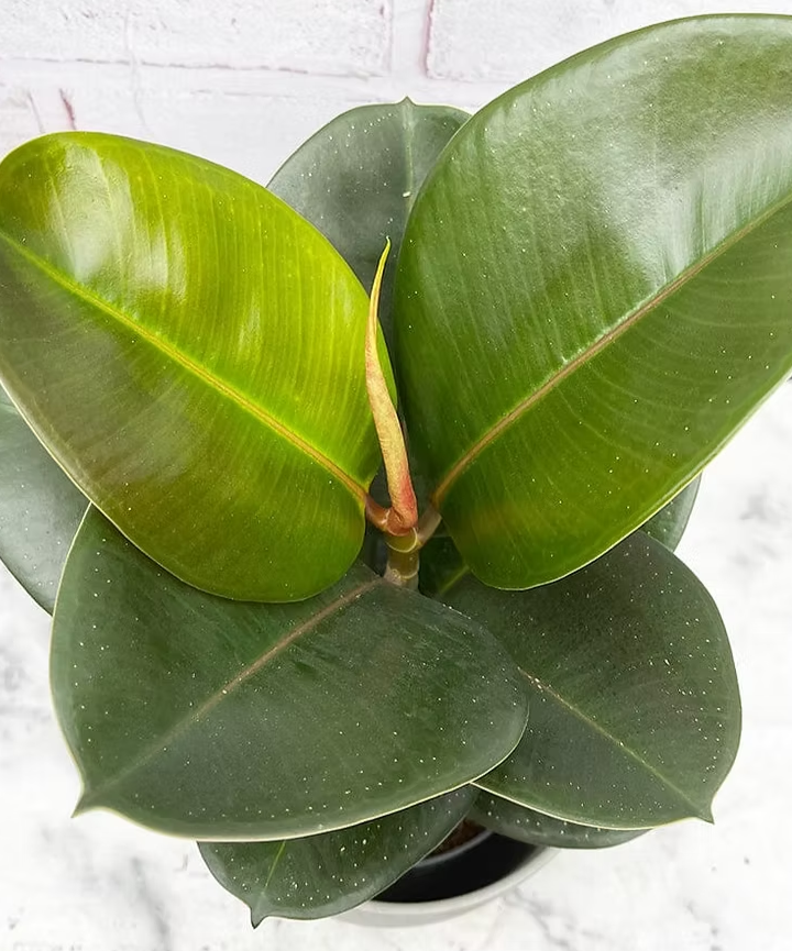 Ficus Elástica Cloe (verde) - Imagen 3