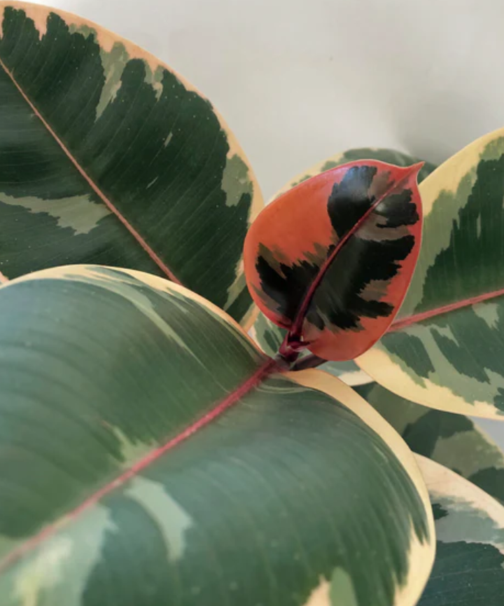 Ficus Elástica Ruby