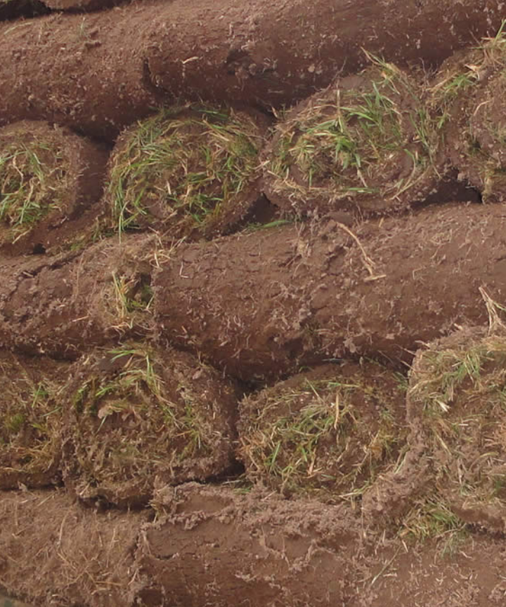 Césped Axonopus (brasilero) en rollos - Listo para colocar