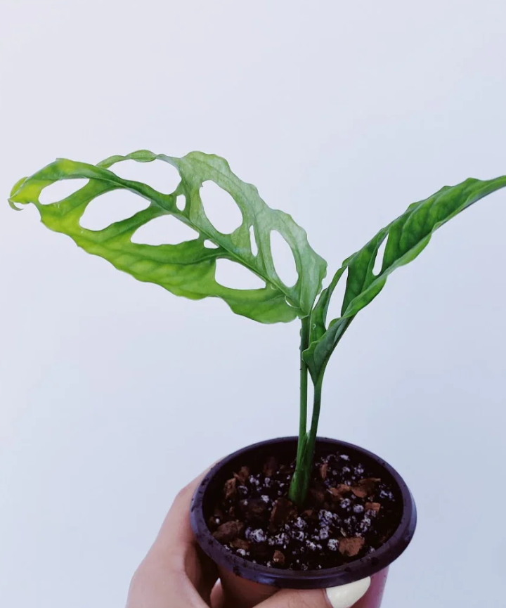 Monstera Obliqua Perú