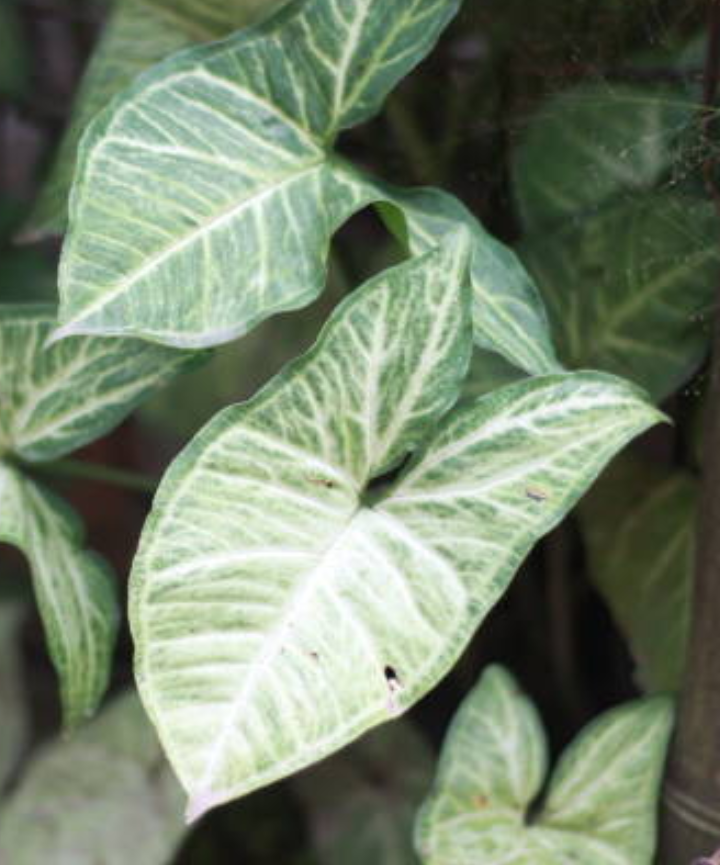 Syngonium Green / Punta de Flecha Clásico - Imagen 2