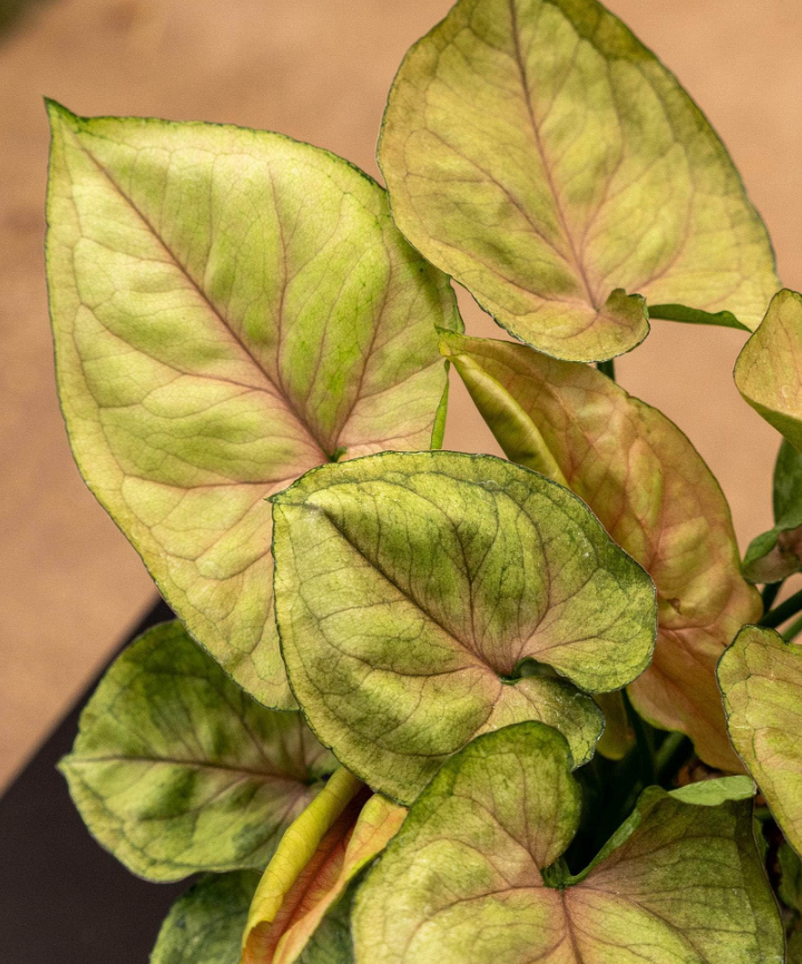 Syngonium Mango Allusion