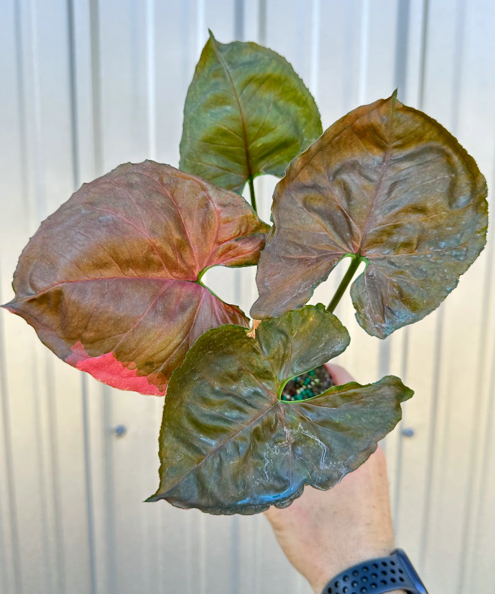 Syngonium Strawberry Ice - Imagen 2