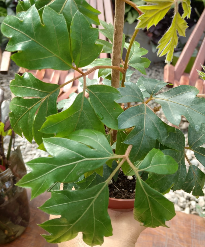 Cissus Colgante - Imagen 2