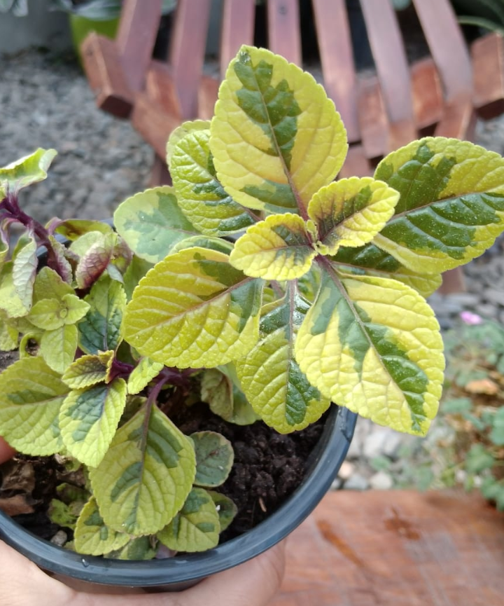 Dollar Limón (Plectranthus verticillatus “limón”)