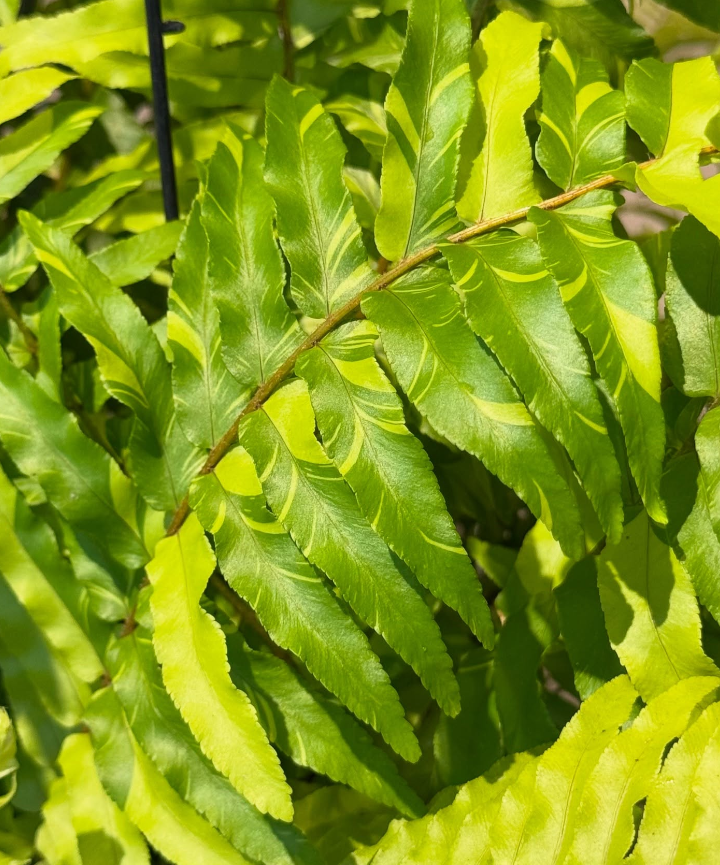 Samambaia Variegata - Helecho Variegado - Imagen 2