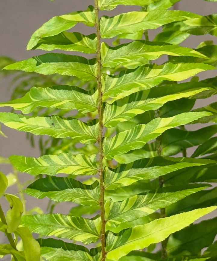 Samambaia Variegata - Helecho Variegado - Imagen 4