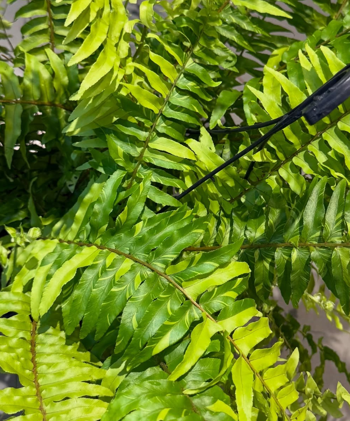 Samambaia Variegata - Helecho Variegado - Imagen 3