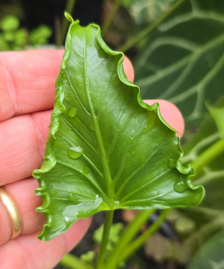 Alocasia Triangularis