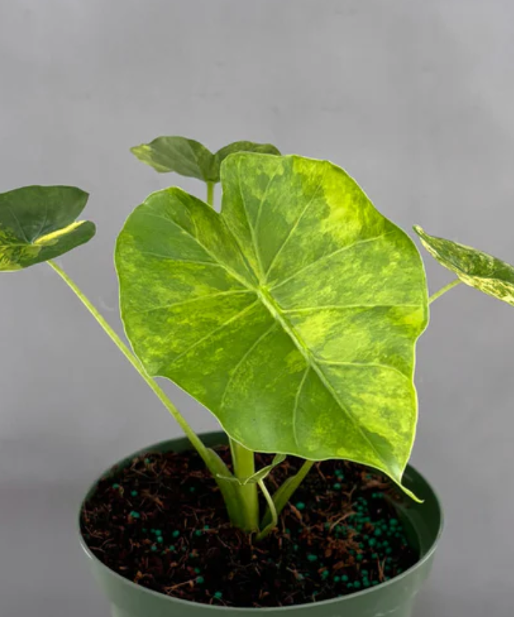 Alocasia Aurea Variegata