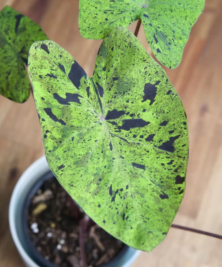 Colocasia Mojito