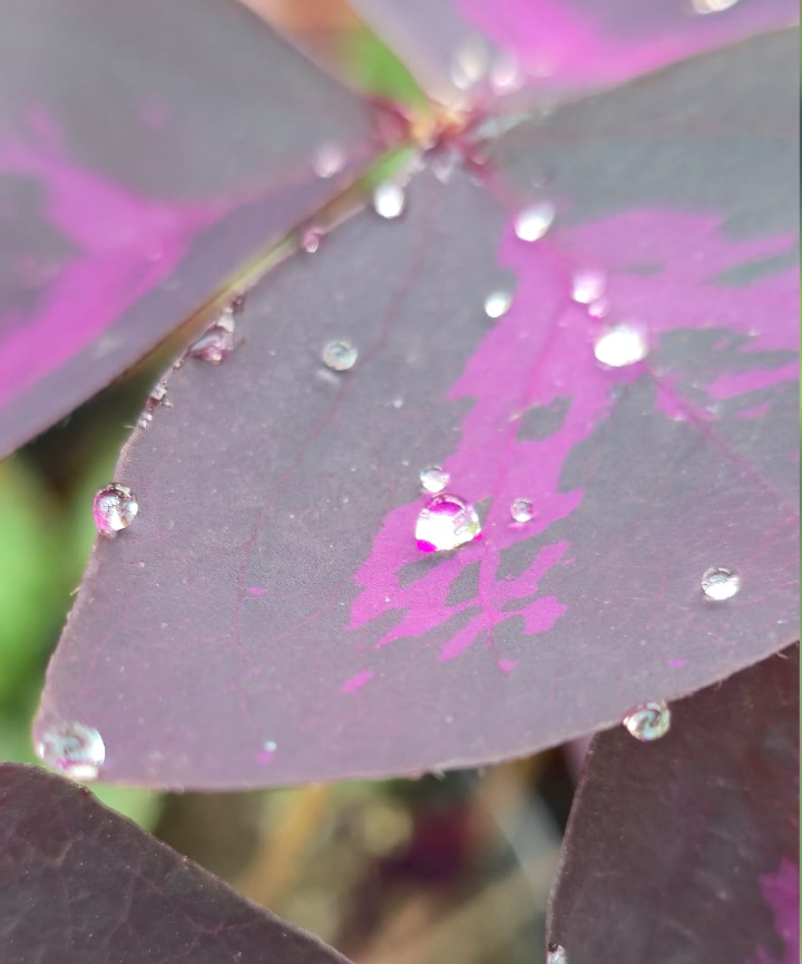 Oxalis triangularis - Trébol púrpura - Imagen 6
